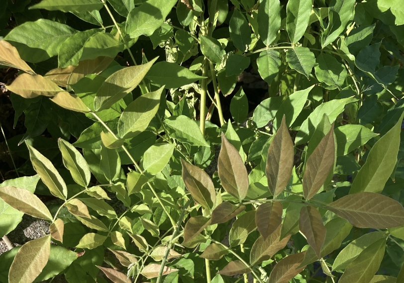 A picture of Wisteria